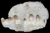 Crocodilian (Dyrosaur) Jaw Section - Morocco #51329-1